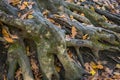 Large old tree roots with fallen autumn leaves in a magical forest. Warm autumn day.