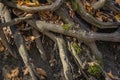 Large old tree roots with fallen autumn leaves in a magical forest. Warm autumn day.