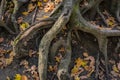 Large old tree roots with fallen autumn leaves in a magical forest. Warm autumn day.