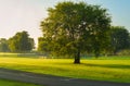 Morning in the park