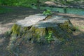 Large old tree stump covered with moss and green grass