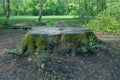 Large old tree stump covered with moss and green grass Royalty Free Stock Photo