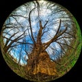 A large old tree with a thick trunk in the forest. Wide Angle round shot, circular photo