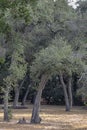 large old trees dried out in the middle of a drought Royalty Free Stock Photo