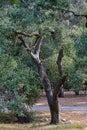 large old trees dried out in the middle of a drought Royalty Free Stock Photo