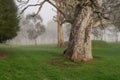 Large old trees in a paddock on a foggy morning Royalty Free Stock Photo