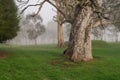 Large old trees in a paddock on a foggy morning Royalty Free Stock Photo