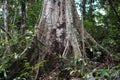Large tropical rainforest tree trunk