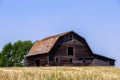 Large old faded wooden barn in a green wheat field Royalty Free Stock Photo