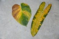 A large and old yellowing leaf of Philodendron Billietiae and Majestic