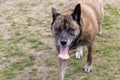 large older brindle shephered dog out in the yard