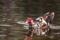 Large older male Muscovy duck Cairina moschata Royalty Free Stock Photo