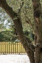 Large olive tree giving plenty of shade on a terrace Royalty Free Stock Photo