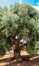 Large olive tree with knotty and twisted branches Royalty Free Stock Photo