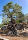 Large olive tree with knotty and twisted branches Royalty Free Stock Photo