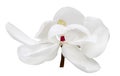 Large one magnolia bloom isolated on white