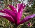 Large one purple flower Magnolia Susan Magnolia liliiflora x Magnolia stellata on blurred garden background Royalty Free Stock Photo