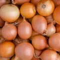 Large onion background