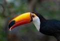 The Large open beak of Toucan Toco. Royalty Free Stock Photo