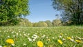 Large open field filled with vibrant yellow and white flowers, creating a picturesque landscape. Royalty Free Stock Photo