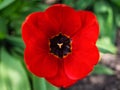 Large open red Tulip on a background of green grass. Top view of a spring flower. One red Tulip Royalty Free Stock Photo