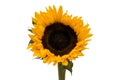 Large open sunflower isolated