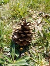 A Large Opened Pine Cone Sitting in the Grass