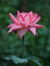 A large opening bud of a gentle pink garden rose