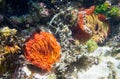 Large orange anenome in pond