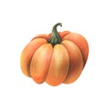 Large orange autumn pumpkin. hand drawn watercolor illustration. Isolated object on a white background