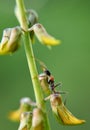 Jack Jumper Ant Myrmecia pilosula