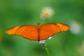 Large orange butterfly Julia Heliconian on wild daisy flower Royalty Free Stock Photo