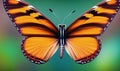 large orange butterfly