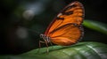 a large orange butterfly sitting on top of a green leaf Royalty Free Stock Photo