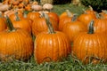 Large Orange Carving Pumpkins in a row Royalty Free Stock Photo