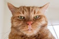 Large orange cat looking directly at the camera; the ears turned out sideways, signalling anger, annoyance, irritation Royalty Free Stock Photo