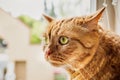 Large orange cat sitting at the widow, with its ears turned back, listening for sounds from outside