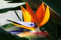 Large orange crane flower Strelitzia Reginae with light blue central petal.