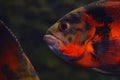 A large orange fish with large eyes Royalty Free Stock Photo