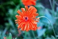 Large orange flower with long petals on grass background Royalty Free Stock Photo