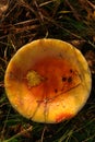 Large orange fly agaric Amanita muscaria filled with water after rainfall, close-up, top view Royalty Free Stock Photo