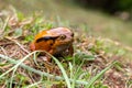 A large orange frog is sitting in the grass