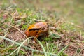 A large orange frog is sitting in the grass Royalty Free Stock Photo