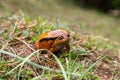 A large orange frog is sitting in the grass Royalty Free Stock Photo