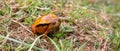 A large orange frog is sitting in the grass Royalty Free Stock Photo