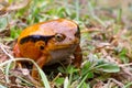 A large orange frog is sitting in the grass