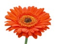 Large Orange Gerbera Daisy Royalty Free Stock Photo