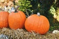 Large orange Halloween \'Ghostride\' pumpkins Royalty Free Stock Photo