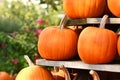 Large orange Halloween `Ghostride` pumpkins on shelves Royalty Free Stock Photo