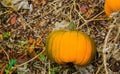 Large orange halloween pumpkin growing on the plant organic vegetable cultivation Royalty Free Stock Photo